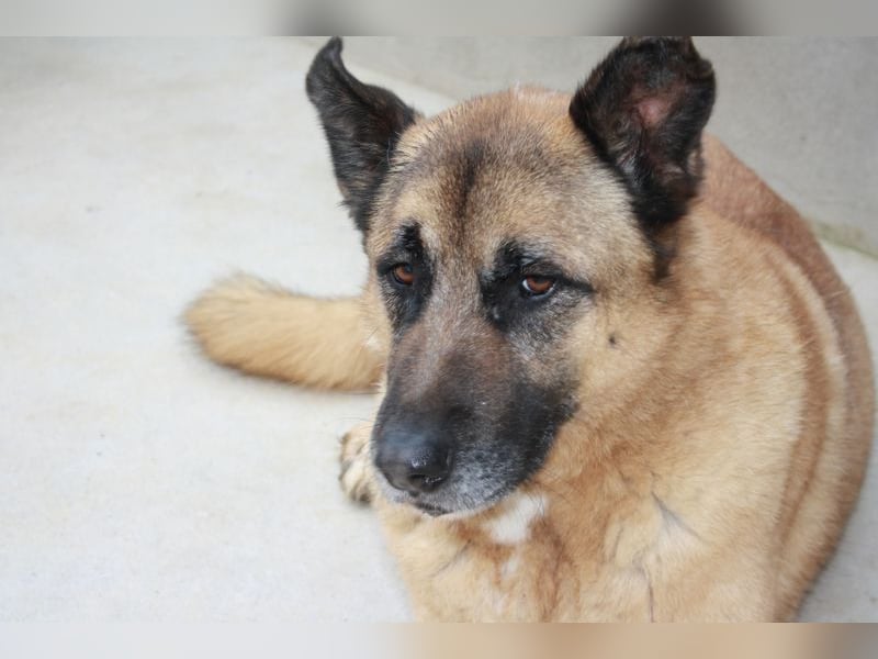 Seelenhund ROBLE-finde ich meine eine Familie? Genieße jeden menschlichen Kontakt