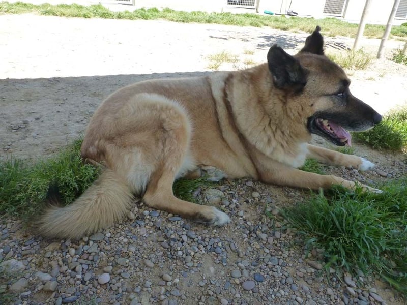Seelenhund ROBLE-finde ich meine eine Familie? Genieße jeden menschlichen Kontakt
