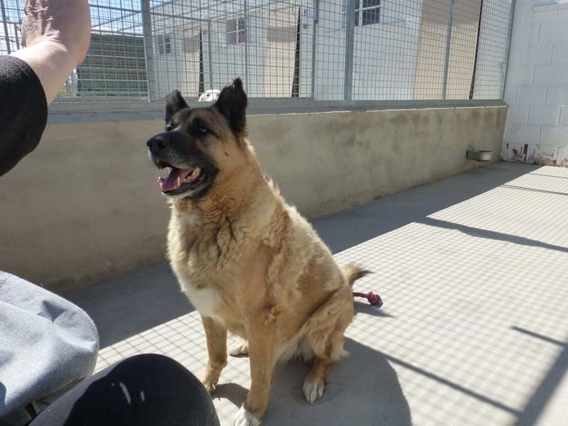 Seelenhund ROBLE-finde ich meine eine Familie? Genieße jeden menschlichen Kontakt