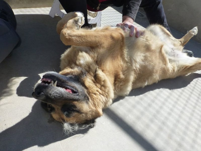 Seelenhund ROBLE-finde ich meine eine Familie? Genieße jeden menschlichen Kontakt