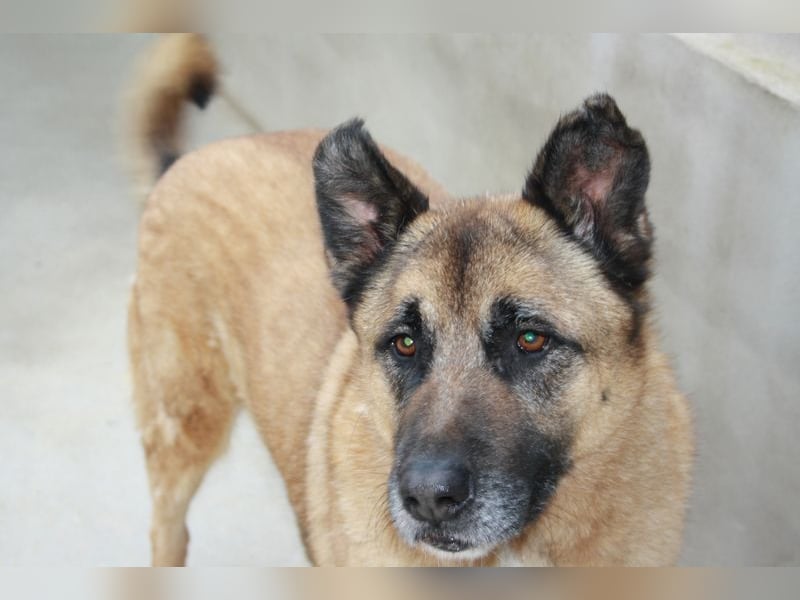 Seelenhund ROBLE-finde ich meine eine Familie? Genieße jeden menschlichen Kontakt