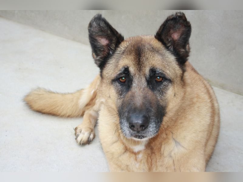 Seelenhund ROBLE-finde ich meine eine Familie? Genieße jeden menschlichen Kontakt