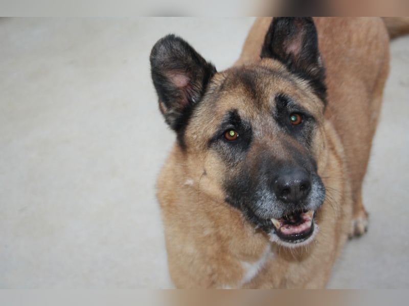 Seelenhund ROBLE-finde ich meine eine Familie? Genieße jeden menschlichen Kontakt