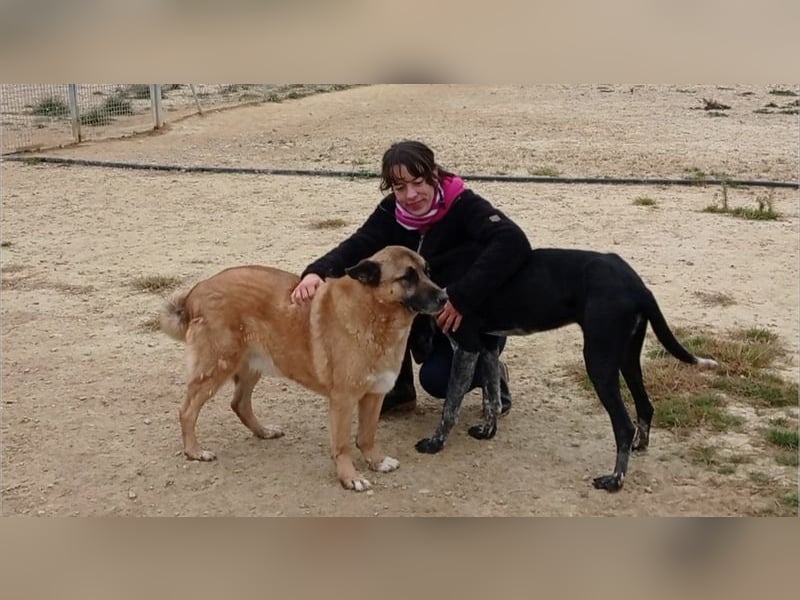 Seelenhund ROBLE-finde ich meine eine Familie? Genieße jeden menschlichen Kontakt