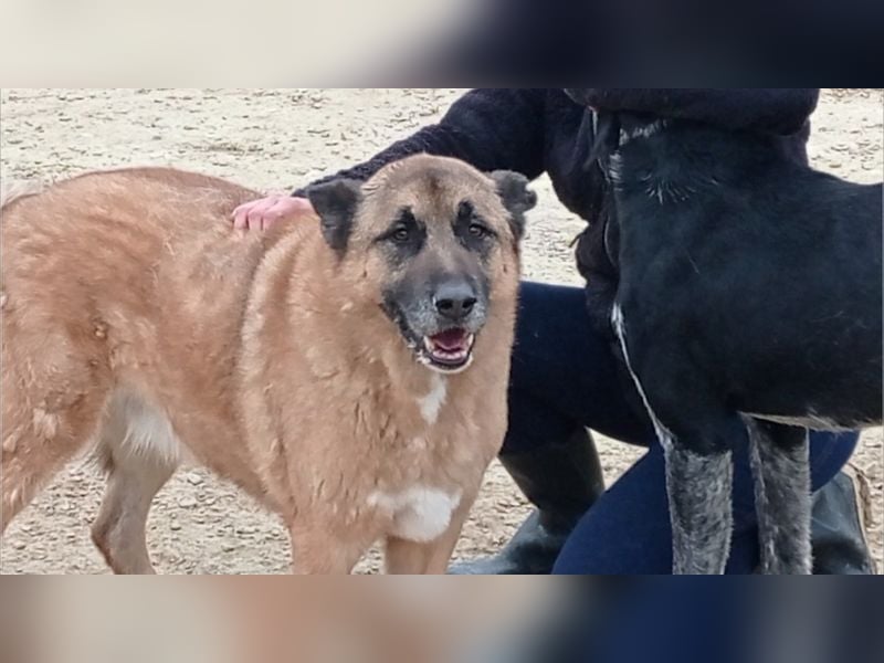 Seelenhund ROBLE-finde ich meine eine Familie? Genieße jeden menschlichen Kontakt