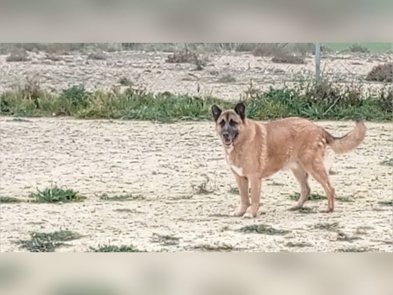 Seelenhund ROBLE-finde ich meine eine Familie? Genieße jeden menschlichen Kontakt