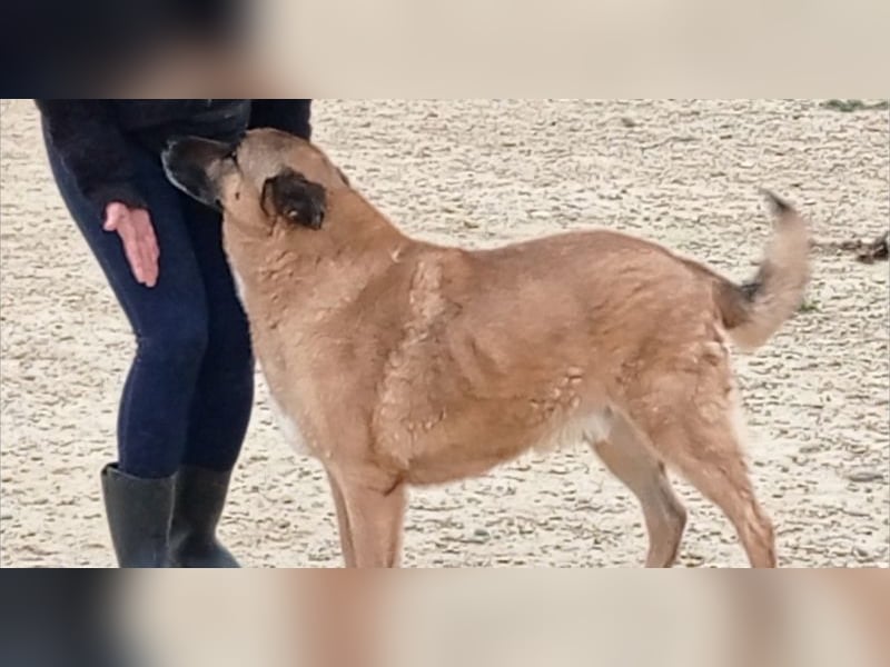 Seelenhund ROBLE-finde ich meine eine Familie? Genieße jeden menschlichen Kontakt