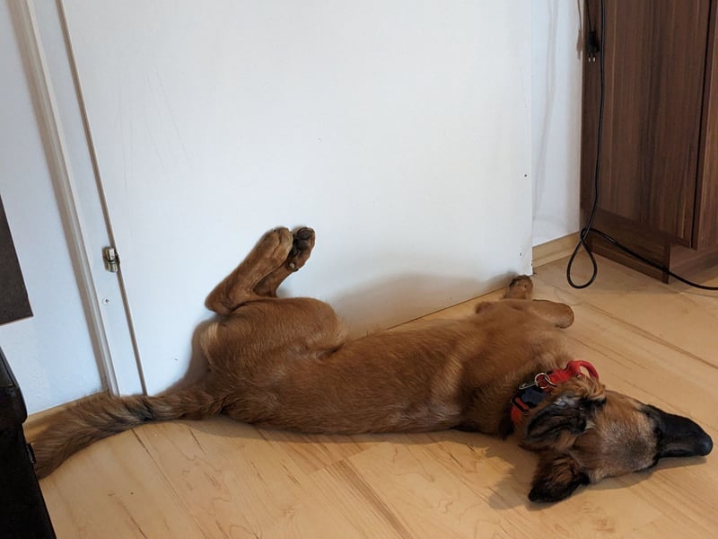 Deutscher Schäferhund/Malinois-Mix