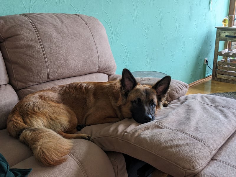 Deutscher Schäferhund/Malinois-Mix