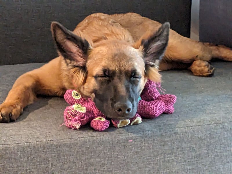 Deutscher Schäferhund/Malinois-Mix