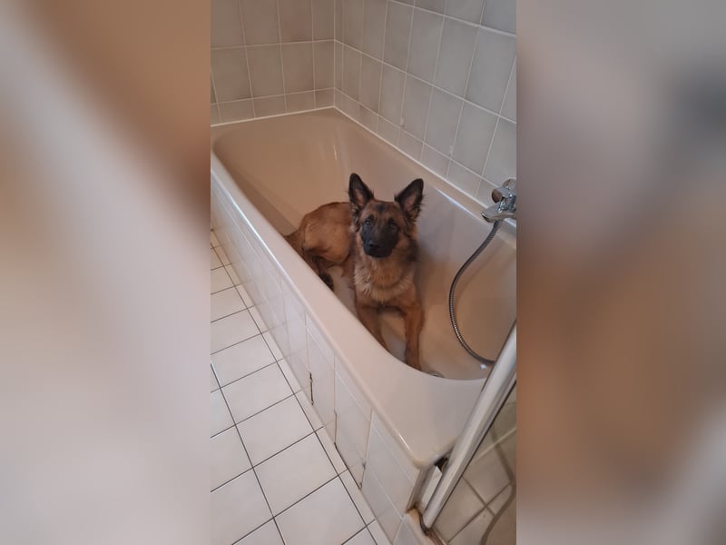 Deutscher Schäferhund/Malinois-Mix