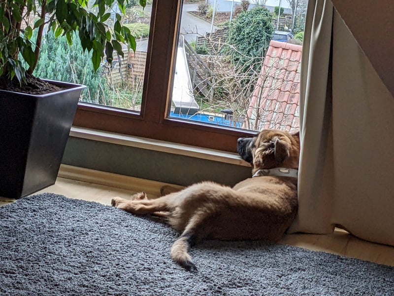 Deutscher Schäferhund/Malinois-Mix