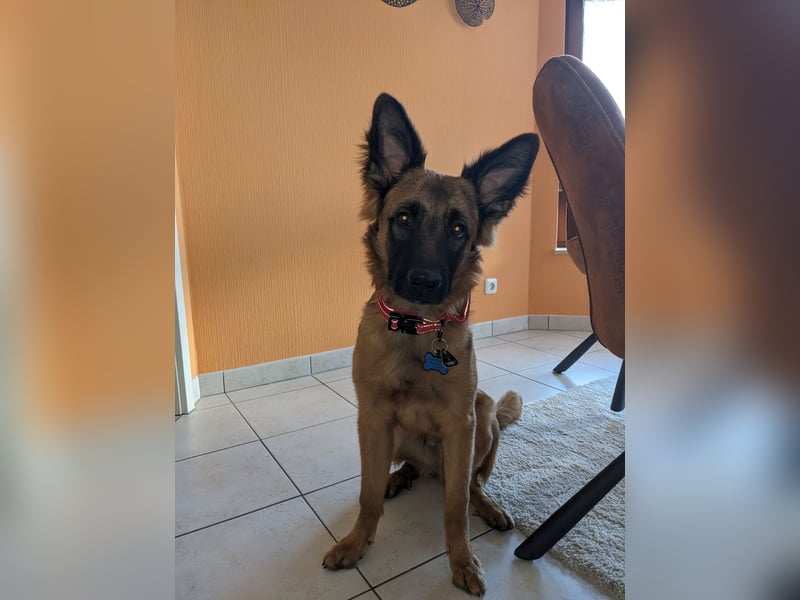 Deutscher Schäferhund/Malinois-Mix