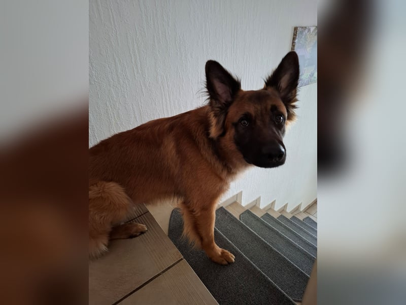 Deutscher Schäferhund/Malinois-Mix