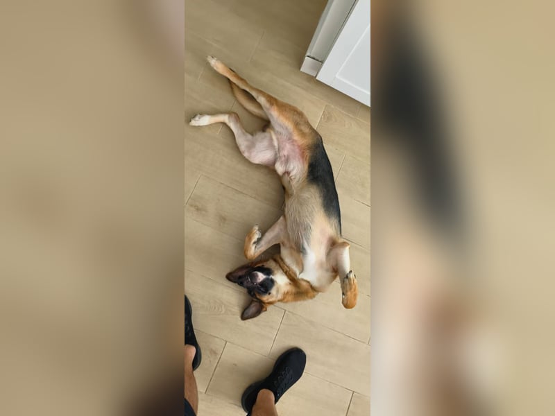 Taco - befindet sich in einer Pflegestelle in 55765 Birkenfeld