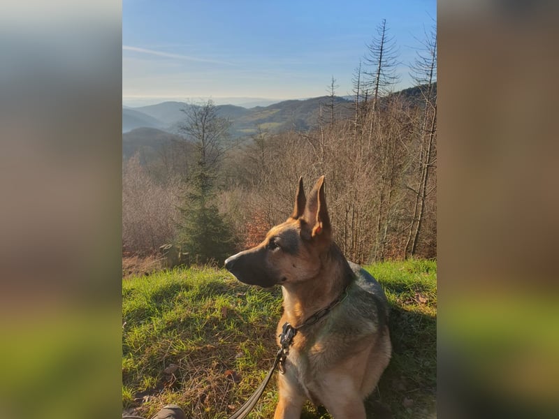 Taco - befindet sich in einer Pflegestelle in 55765 Birkenfeld