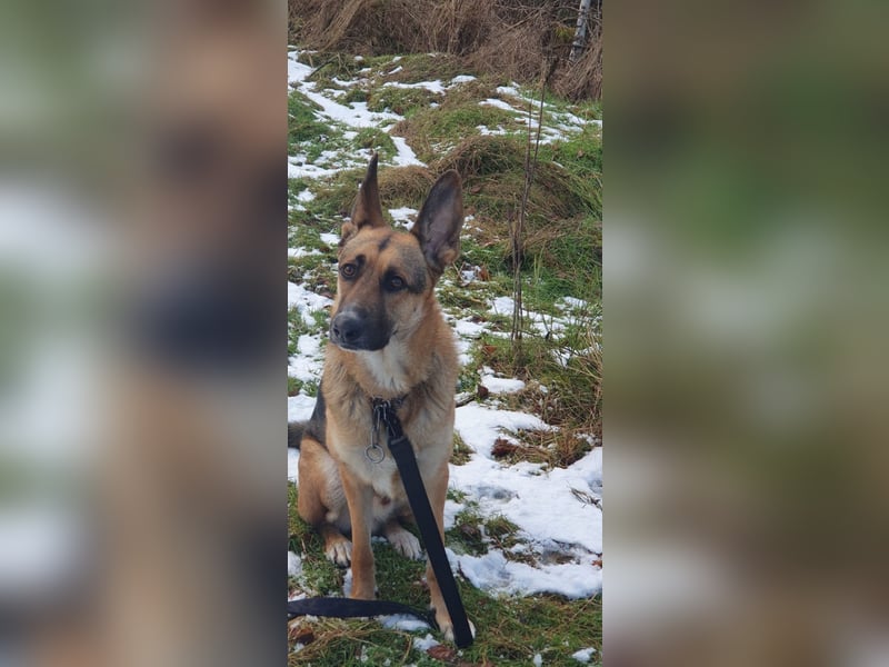 Taco - befindet sich in einer Pflegestelle in 55765 Birkenfeld