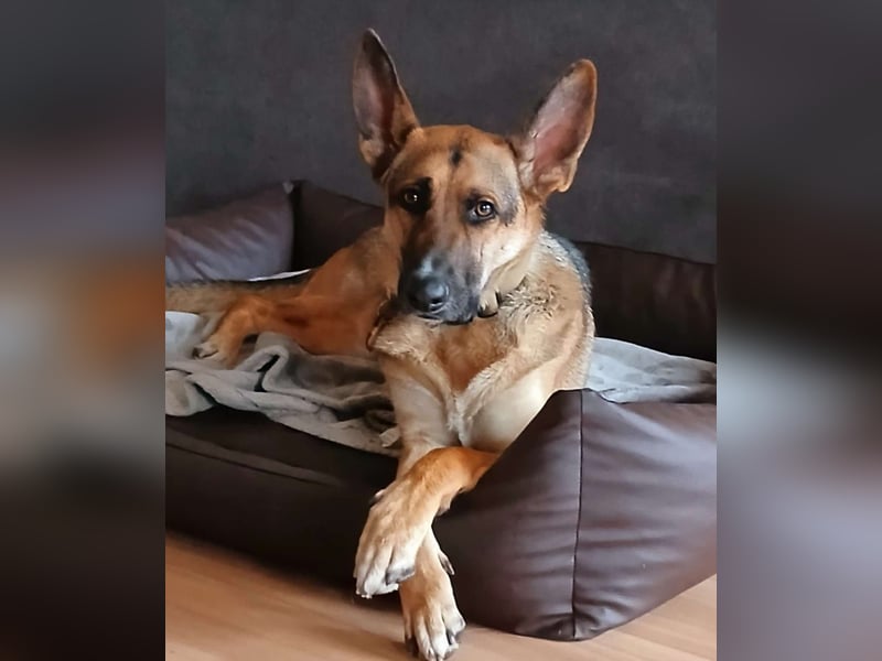 Taco - befindet sich in einer Pflegestelle in 55765 Birkenfeld