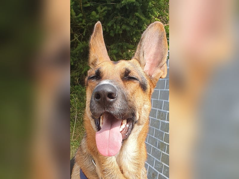 Taco - befindet sich in einer Pflegestelle in 55765 Birkenfeld