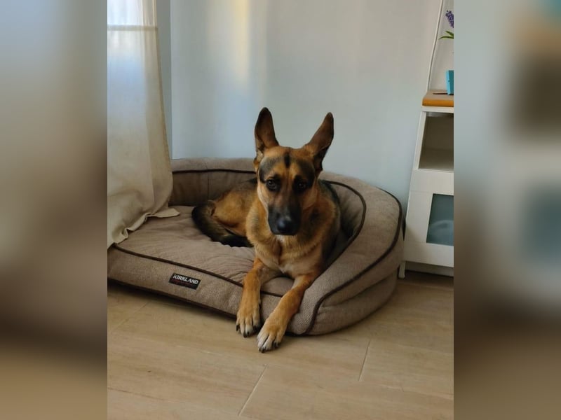 Taco - befindet sich in einer Pflegestelle in 55765 Birkenfeld