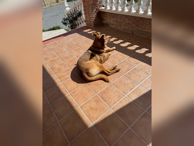 FILOU - Schäferhund Schmusebär
