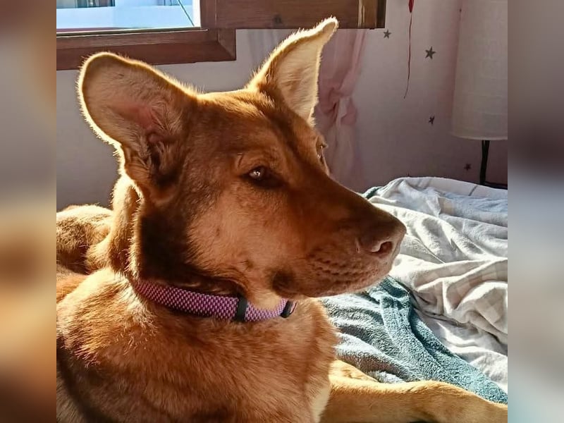 FILOU - Schäferhund Schmusebär