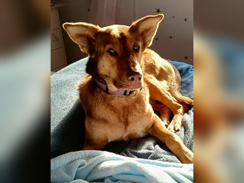 FILOU - Schäferhund Schmusebär