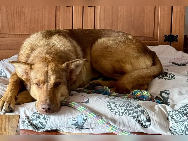 FILOU - Schäferhund Schmusebär