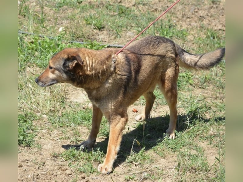 Basti - Sehr lieber und ruhiger Rüde, ca. 4 Jahre alt. Gut verträglich, sanftes Wesen