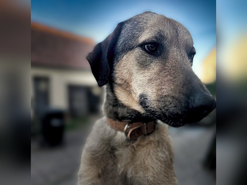 Schäferhund-Kangal Mischling Max sucht liebevolles Zuhause