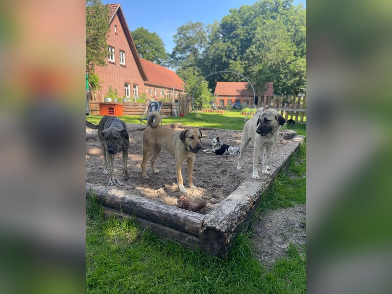 Schäferhund-Kangal Mischling Max sucht liebevolles Zuhause