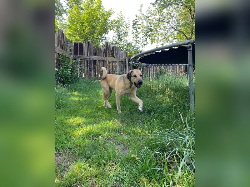 Schäferhund-Kangal Mischling Max sucht liebevolles Zuhause
