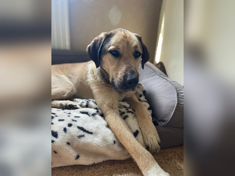 Schäferhund-Kangal Mischling Max sucht liebevolles Zuhause