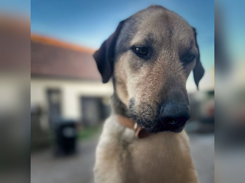 Schäferhund-Kangal Mischling Max sucht liebevolles Zuhause