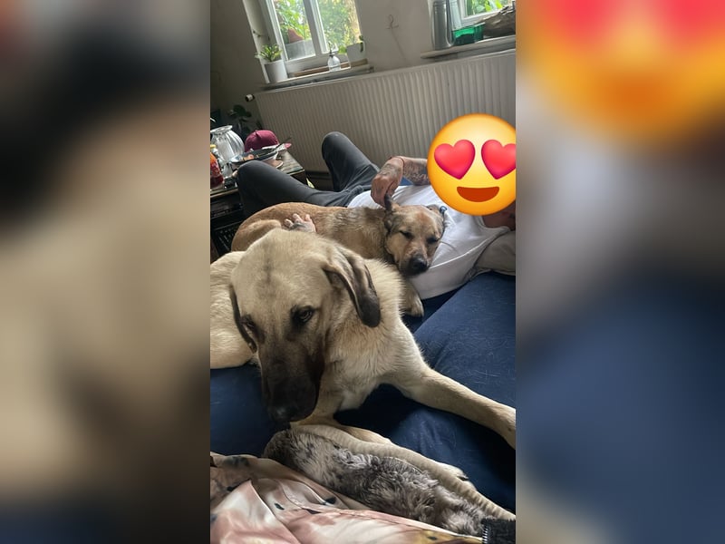 Schäferhund-Kangal Mischling Max sucht liebevolles Zuhause