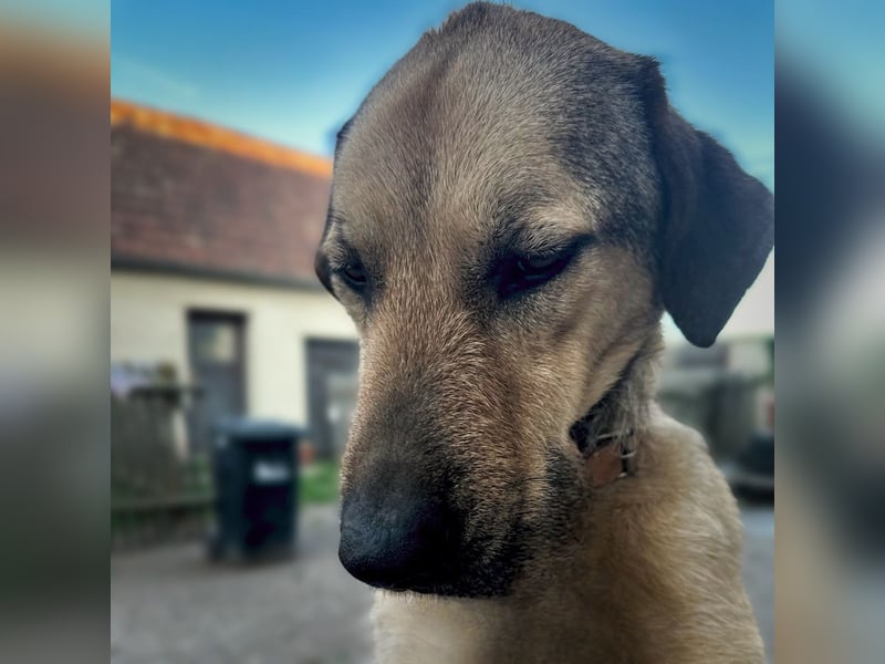 Schäferhund-Kangal Mischling Max sucht liebevolles Zuhause