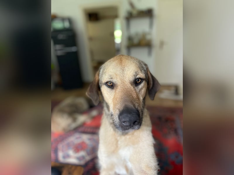 Schäferhund-Kangal Mischling Max sucht liebevolles Zuhause