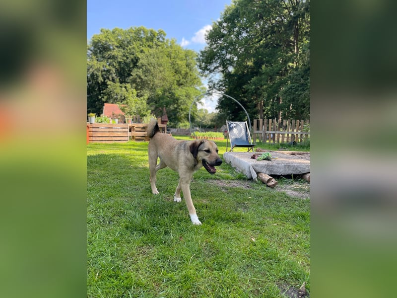 Schäferhund-Kangal Mischling Max sucht liebevolles Zuhause