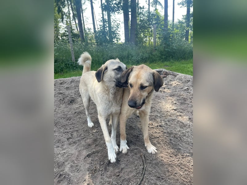 Schäferhund-Kangal Mischling Max sucht liebevolles Zuhause