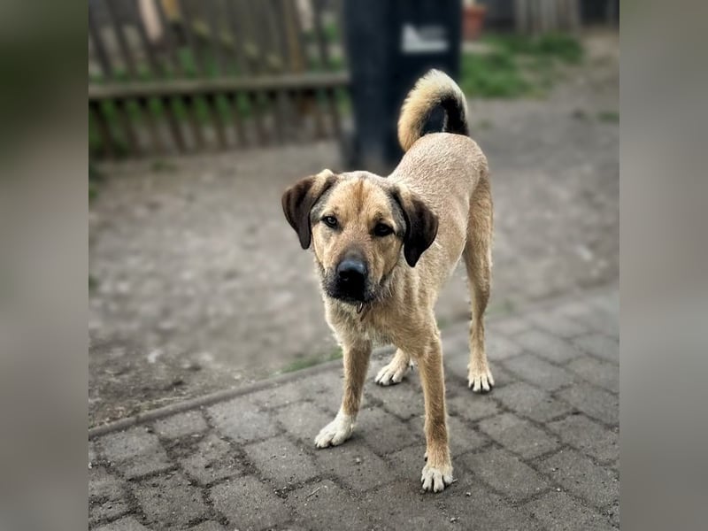 Schäferhund-Kangal Mischling Max sucht liebevolles Zuhause