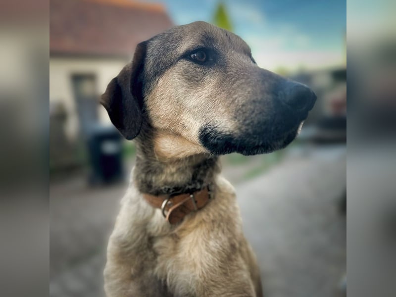 Schäferhund-Kangal Mischling Max sucht liebevolles Zuhause