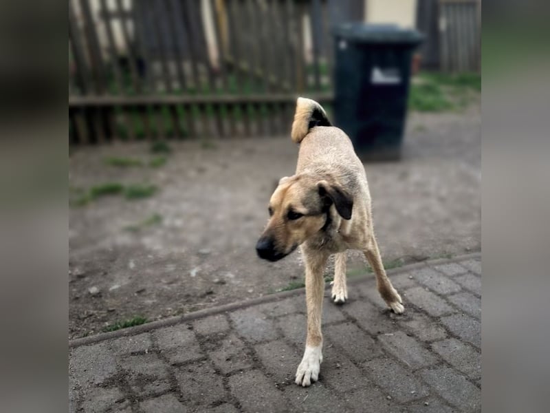 Schäferhund-Kangal Mischling Max sucht liebevolles Zuhause