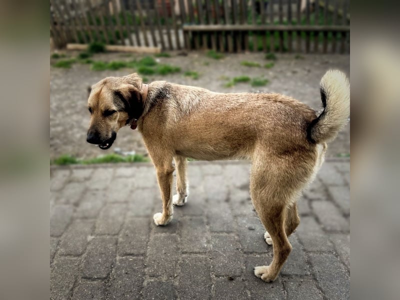 Schäferhund-Kangal Mischling Max sucht liebevolles Zuhause