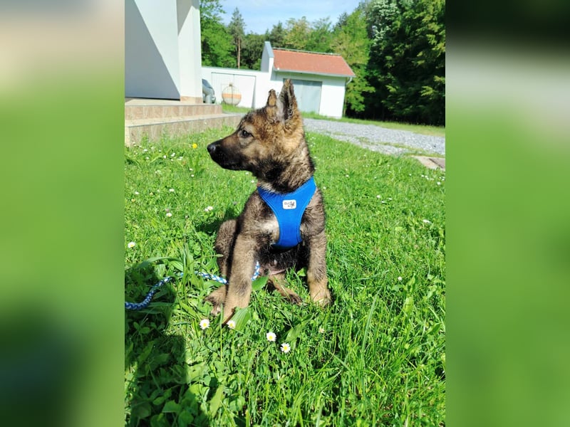 Kleiner Schäferhund Mischlingswelpe Krümel sucht seine Familie