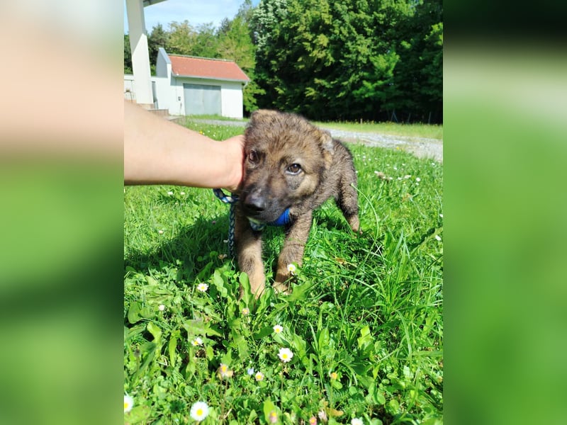 Kleiner Schäferhund Mischlingswelpe Krümel sucht seine Familie