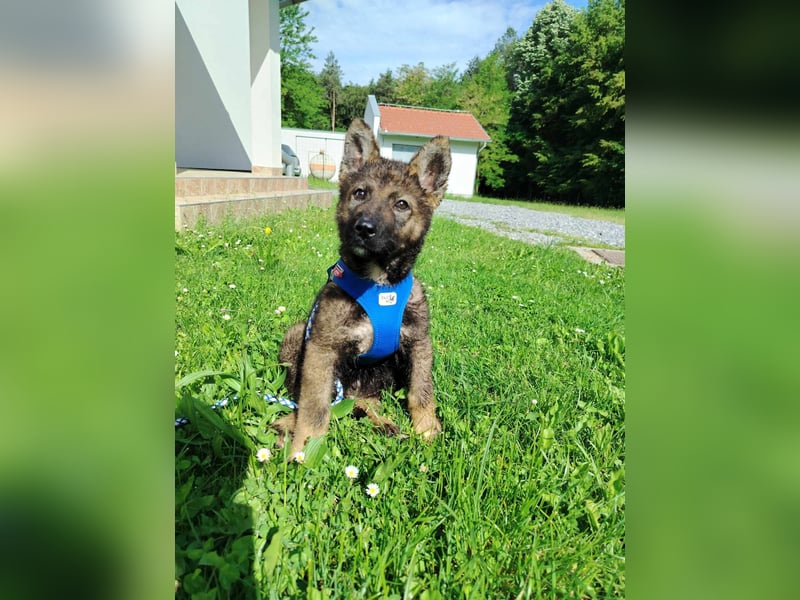 Kleiner Schäferhund Mischlingswelpe Krümel sucht seine Familie