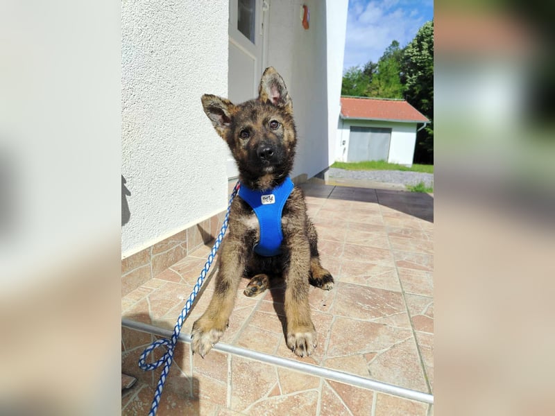 Kleiner Schäferhund Mischlingswelpe Krümel sucht seine Familie