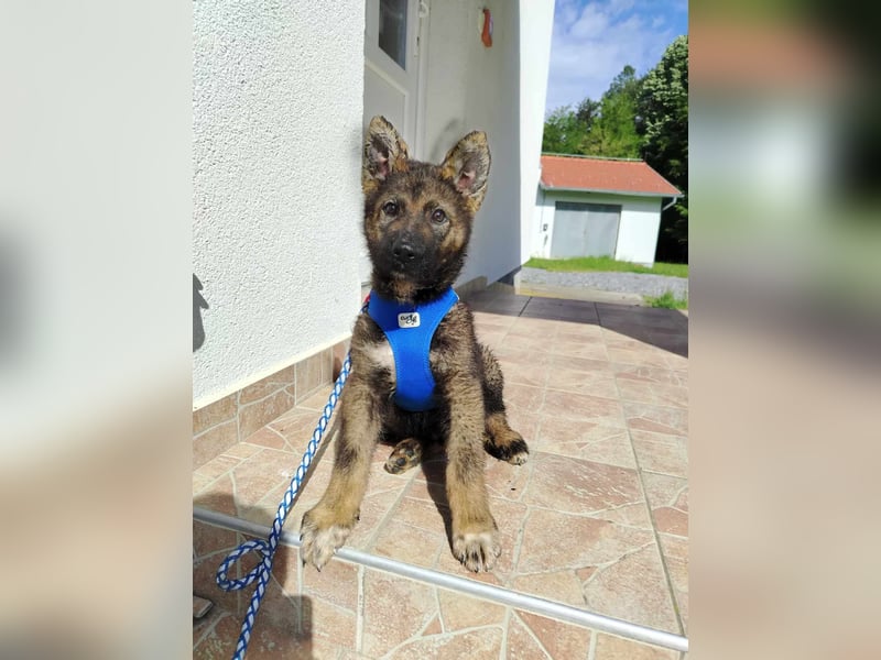Kleiner Schäferhund Mischlingswelpe Krümel sucht seine Familie