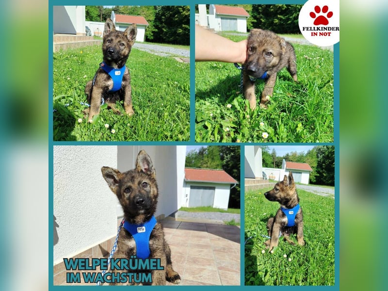 Kleiner Schäferhund Mischlingswelpe Krümel sucht seine Familie