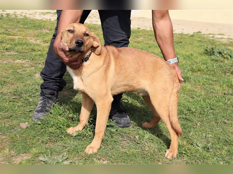Puik, Mix Schäferhund / Labrador, lieb und verträglich